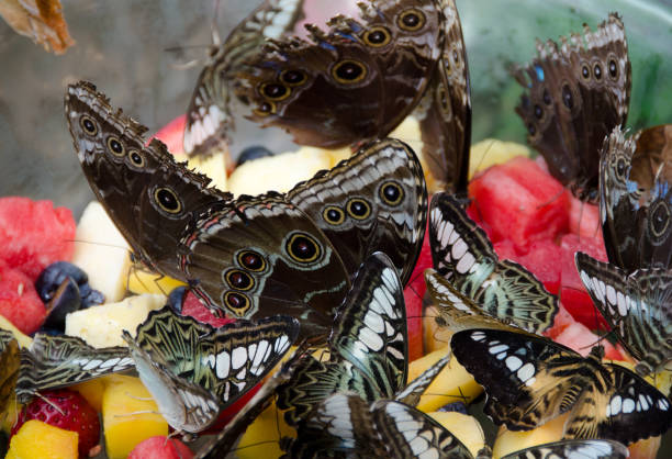 Things to do in Scottsdale on Memorial Day