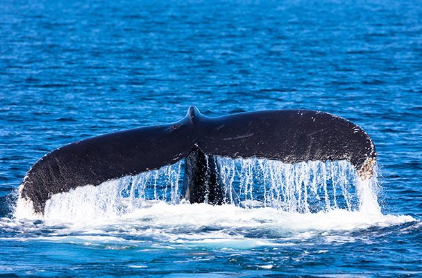 Cape Cod, MA