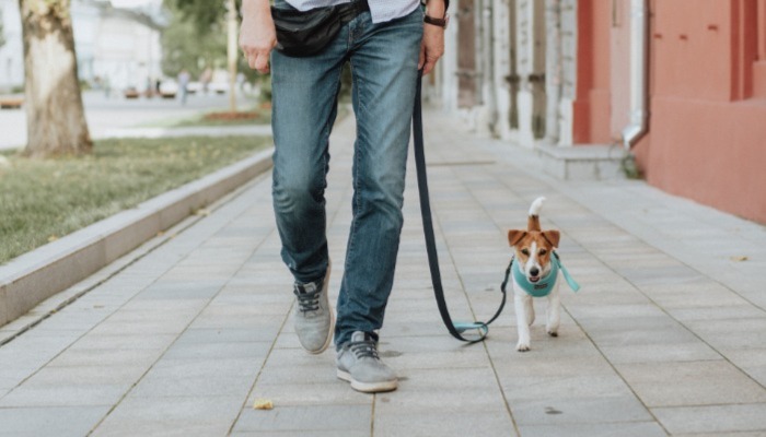 Dog Walking Memorial DIY Project: Create a Dog Walking Station
