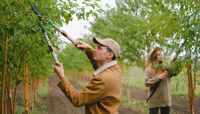 Trimming Your Trees