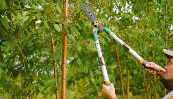 Memorial Day DIY Project: Trim Your Trees