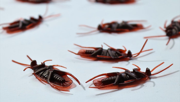 Pest Proofing Your Home